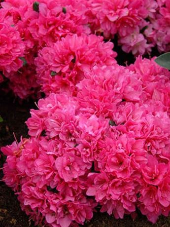 azalka japonská 'Petticoat'