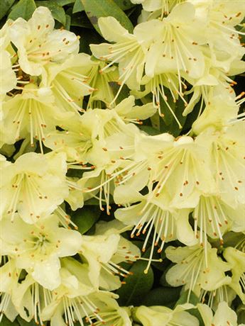 azalka japonská 'Princess Anne'