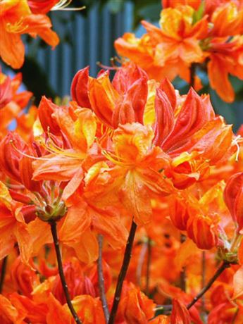 azalka Knap Hill 'Glowing Embers'