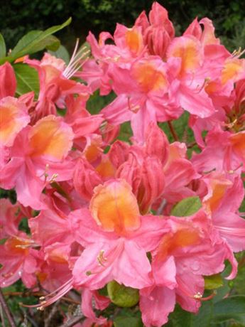 azalka Knap Hill 'Juanita'