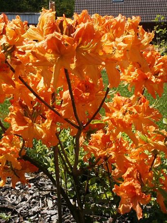 azalka Knap Hill 'Spek´s Orange'