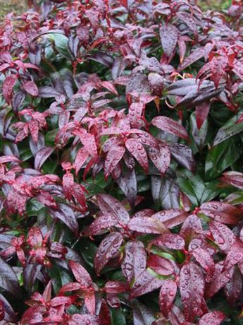 leukothoe 'Dark Diamond'