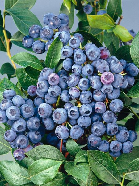 brusnice chocholičnatá 