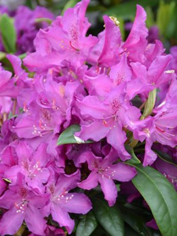 pěnišník 'Royal Lilac'