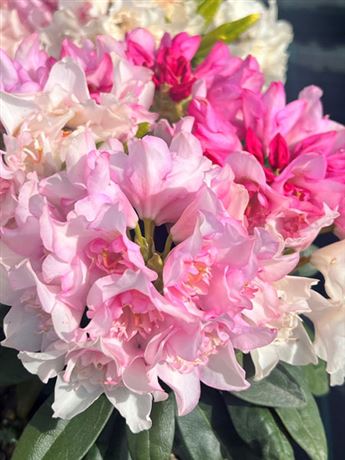 pěnišník 'Kyllikki'