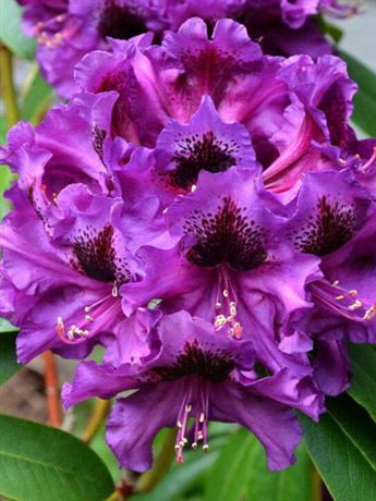 pěnišník 'Purple Splendour'