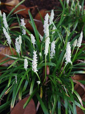 liriope modřencové 'Monroe White'