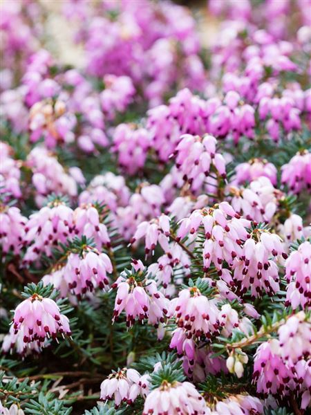 vřesovec darlejský 