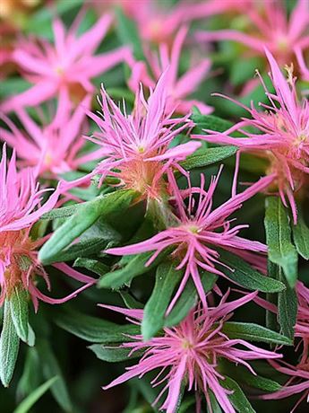 azalka 'Starstyle Pink'