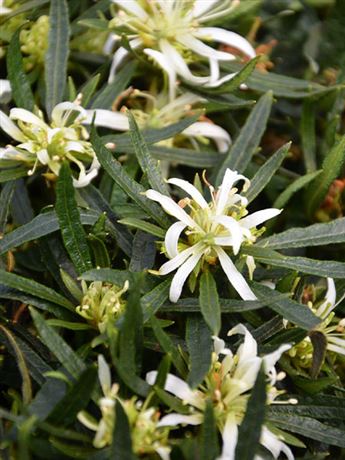azalka 'Starstyle White'