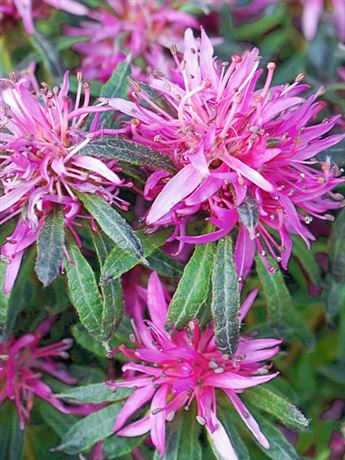 azalka 'Starstyle Lila'