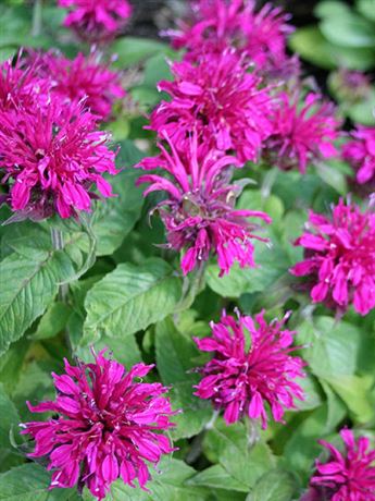 zavinutka podvojná 'Balmy Purple'