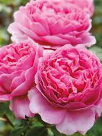 růže keřová 'DAVID AUSTIN Princess Alexandra of Kent'