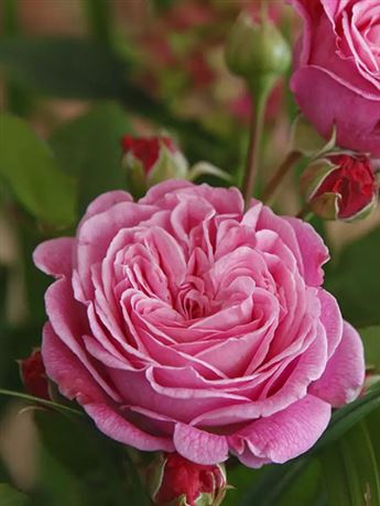 růže keřová 'KORDES Rosengräfin Marie Henriette'