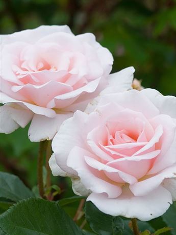 růže keřová 'A Whiter Shade of Pale'