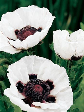mák východní 'Perry's White'