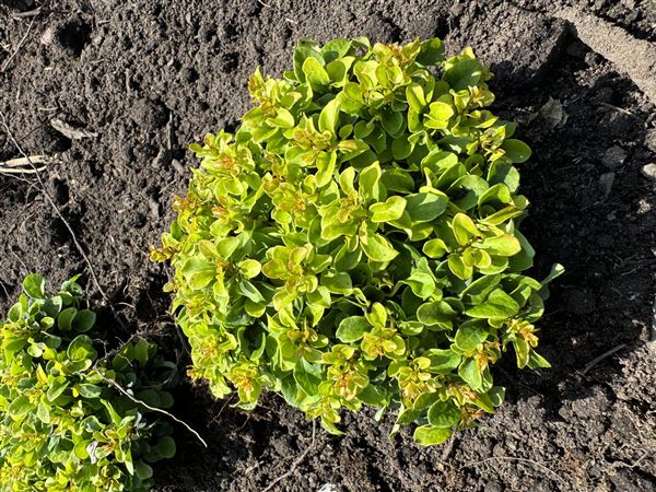 dřišťál Thunbergův 