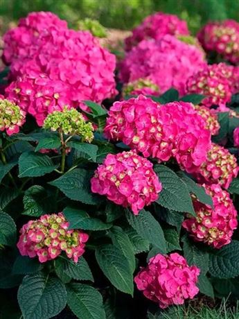 hortenzie velkolistá 'Little Pink'