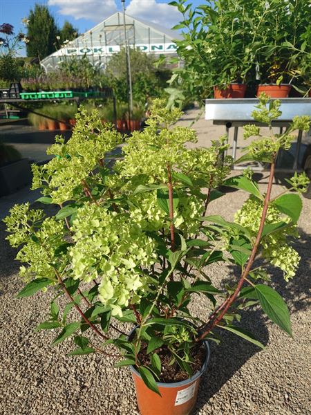 hortenzie latnatá 