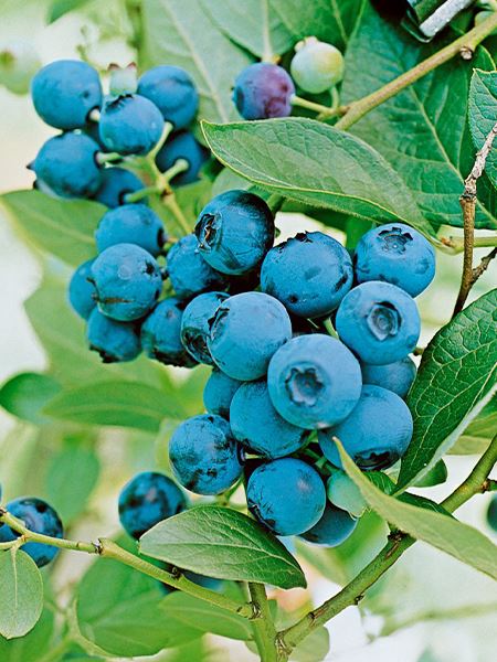 brusnice chocholičnatá 