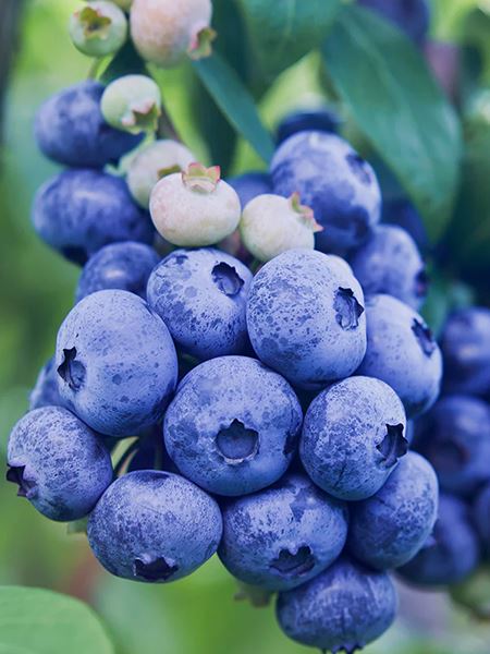 brusnice chocholičnatá 