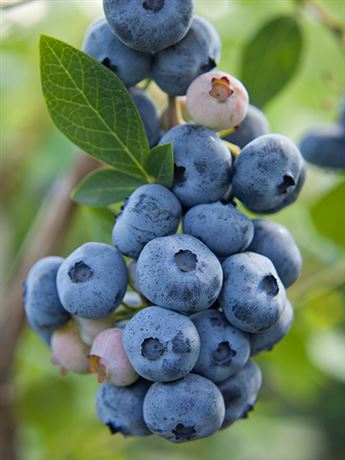 brusnice chocholičnatá 'Northland'