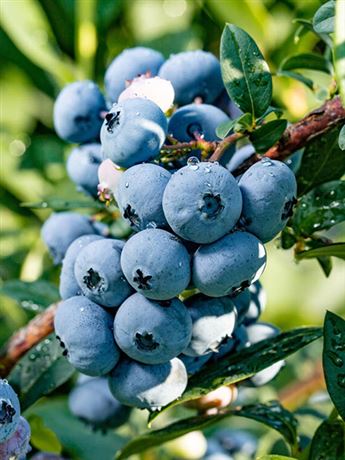 brusnice chocholičnatá 'Star'