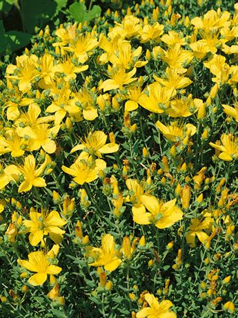třezalka malolistá 'Grandiflorum'