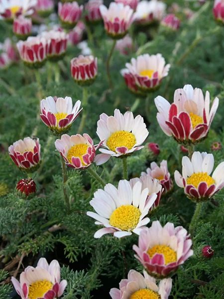 kruhovník rozkladitý