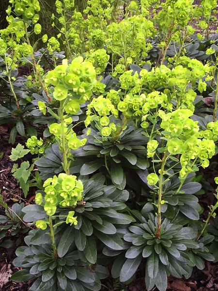 pryšec mandloňovitý