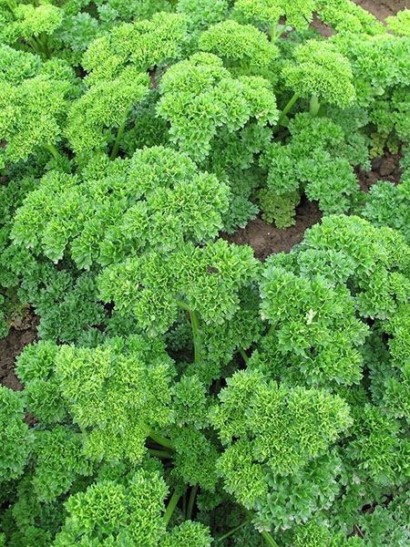 petržel zahradní kadeřavá