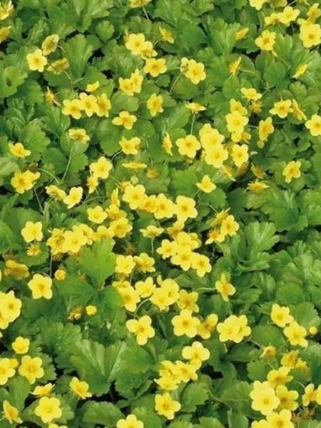 Mochnička trojčetná