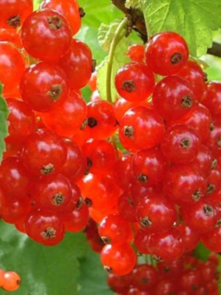 rybíz červený 