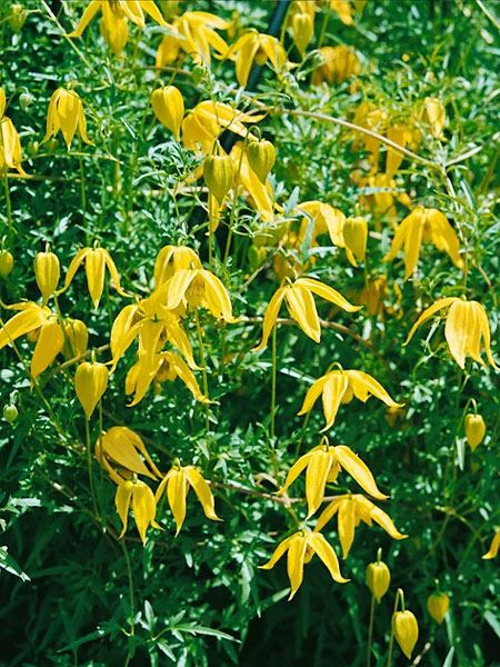 plamének tangutský 