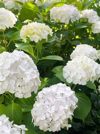 Hortenzie velkolistá 