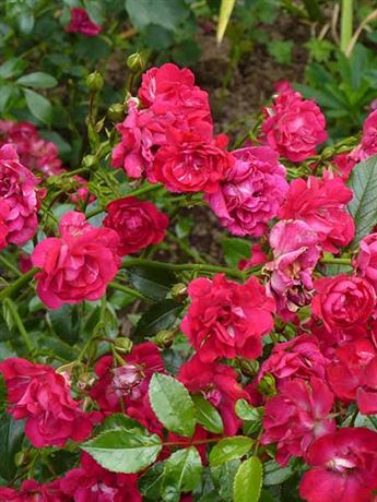 růže pnoucí 'Ruby Queen'