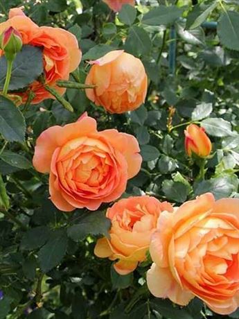 růže pnoucí 'Orange Queen'