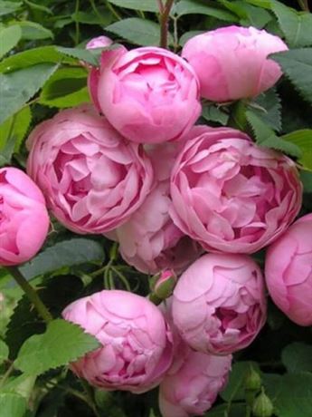růže keřová 'Pink Morsdag'