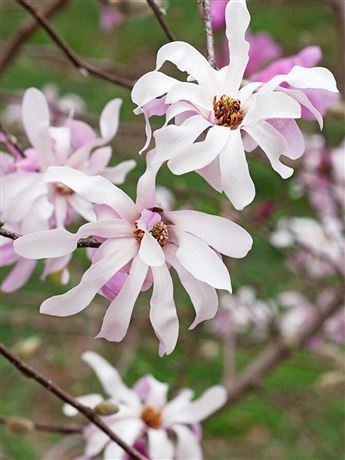 Šácholan Loebnerův 