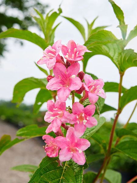 vajgélie květnatá 