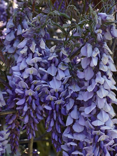 vistárie vznešená 