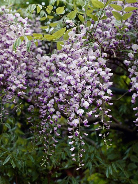 vistárie květnatá 