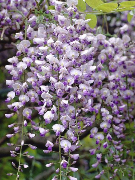 vistárie květnatá