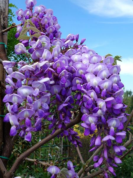 vistárie vznešená 