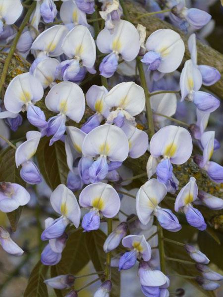 vistárie květnatá 