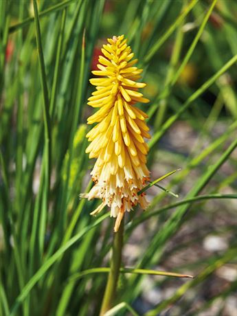 mnohokvět 'Pineapple Popsicle'