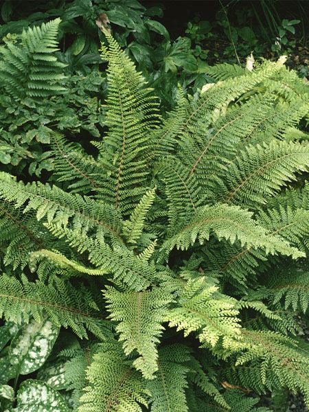 kapraď štětinonosná 