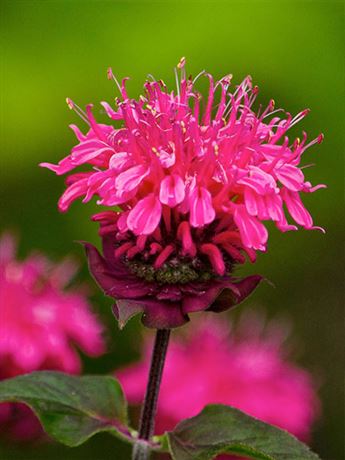 zavinutka podvojná 'Pink Supreme'