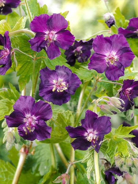 kakost hnědočervený 