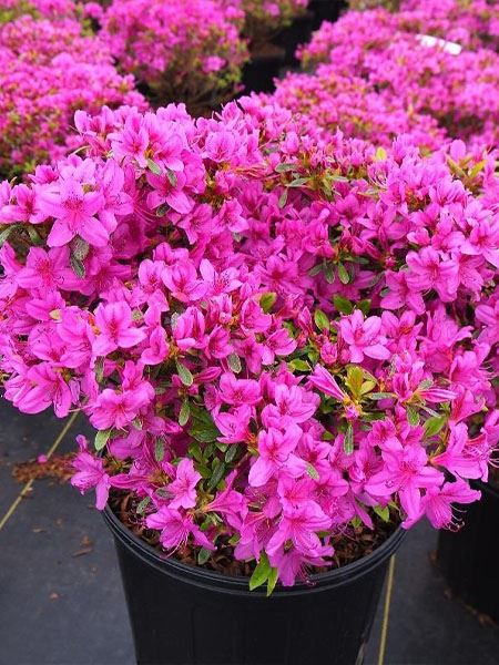 pěnišník jedoský